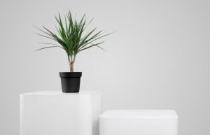 plants to keep at home